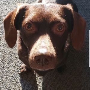 Meet your Posher, Dava